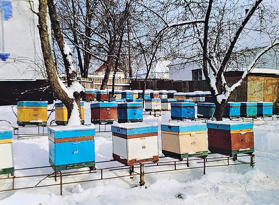 Бджоли, бджолосім'ї