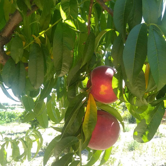 Quinta "Bela Vista" na Tapada das Figueiras em Castelo Branco