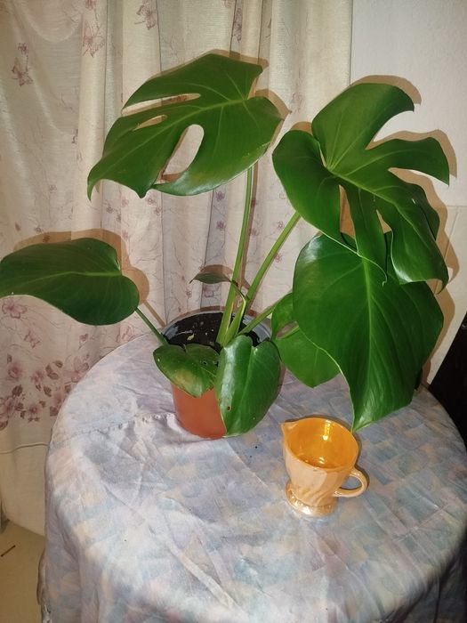 Monstera Deliciosa (Costela-de-Adão) Saudável – 45-50 cm