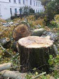 Професійне зрізання та валка дерев