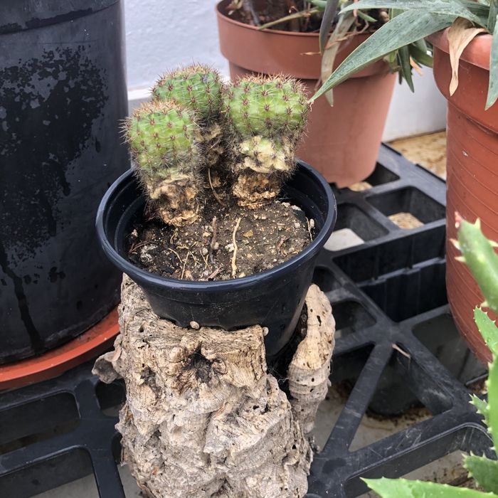 Plantas e cactos variadas