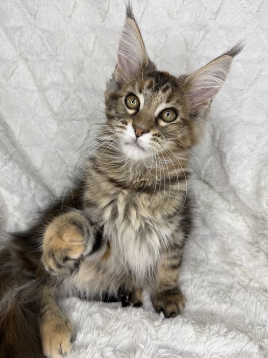 Kotka  Maine Coon Felis/FiFe