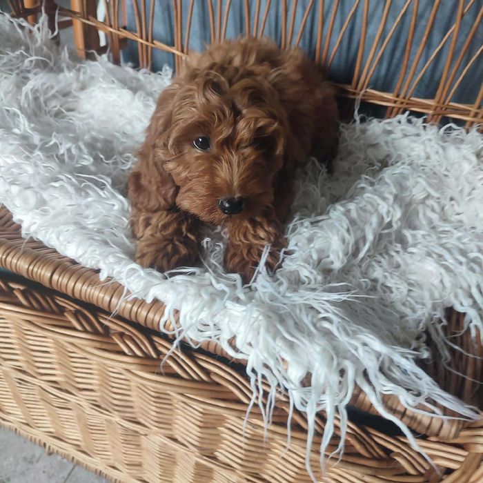 Cockapoo/Cavapoo > hybryda - piesek gotowy do odbioru.
