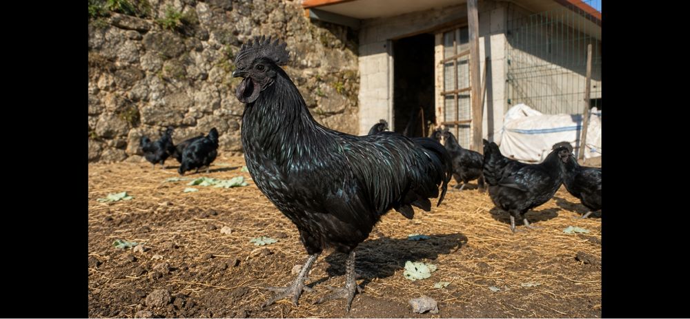 Pintos Ayam Cemani – Raça Ornamental