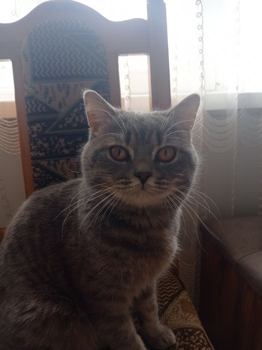 Котик шотландський
