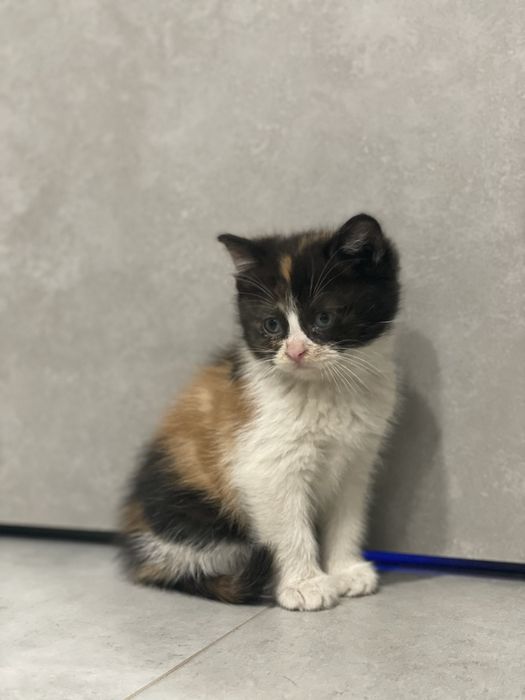 Віддам в добрі руки кошенят