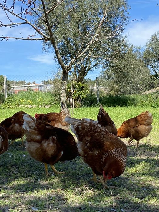 Ovos de galinhas criadas em terreno com erva ao ar livre