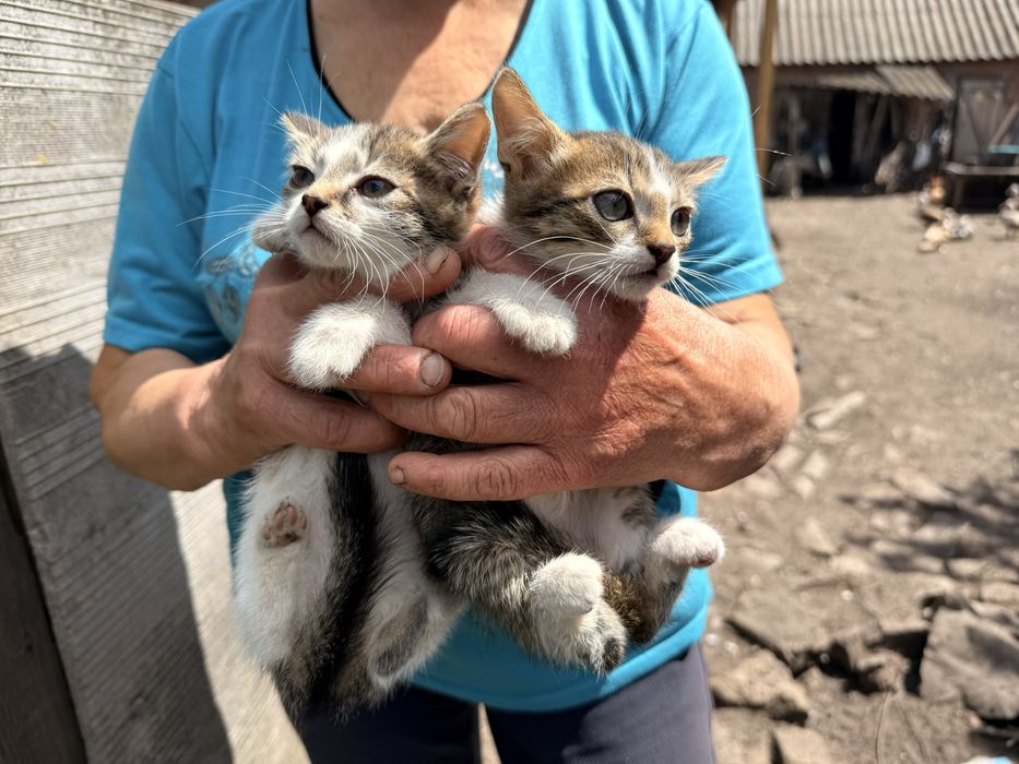 Кошенята у добрі руки