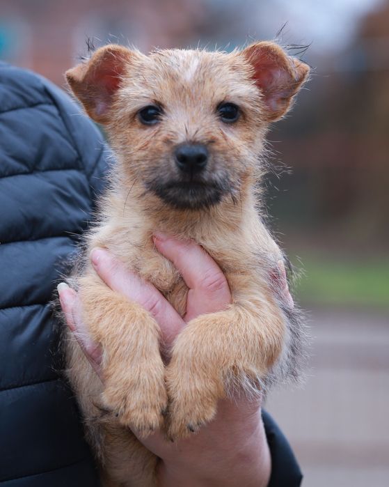 Норвіч тер'єр красуня.