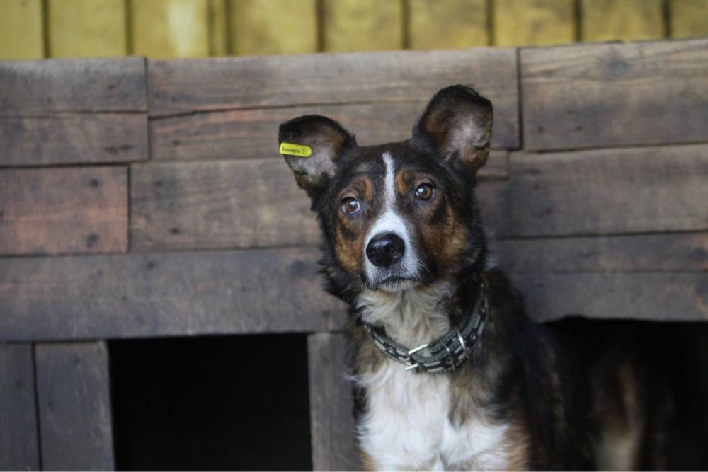 Шукаємо родину для песика!