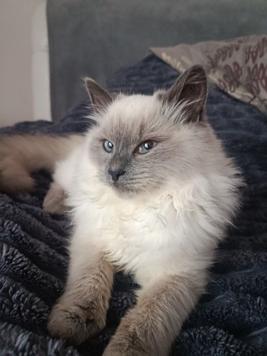 Продається котик