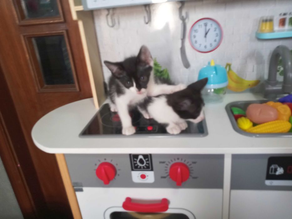 Gatinhas para adopção responsável
