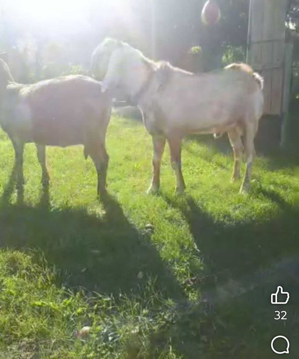 Продам кози, 100% А.Н. цапа.