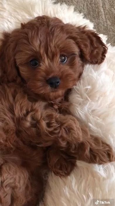 Мальтипу міні на любий смак