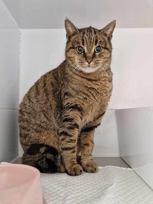 Tysia - charakterna kotka szuka domu