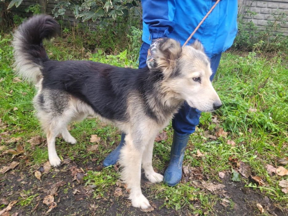 FOREST poczciwy miś o wielkim sercu