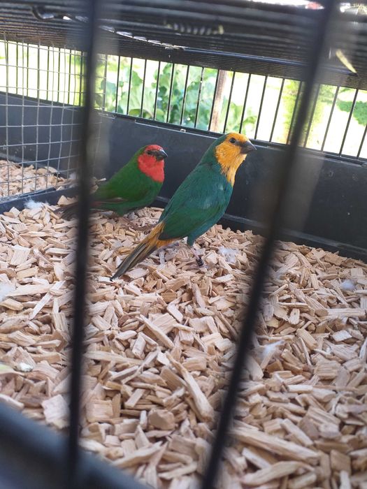 Diamante papagaio ( erythrura psittacea )