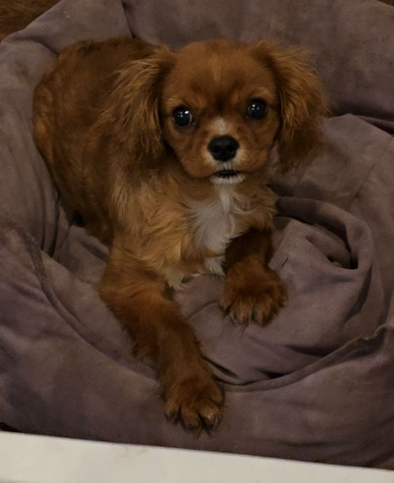 Cavalier King chłopczyk