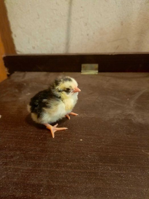 Kurczęta kury nioski