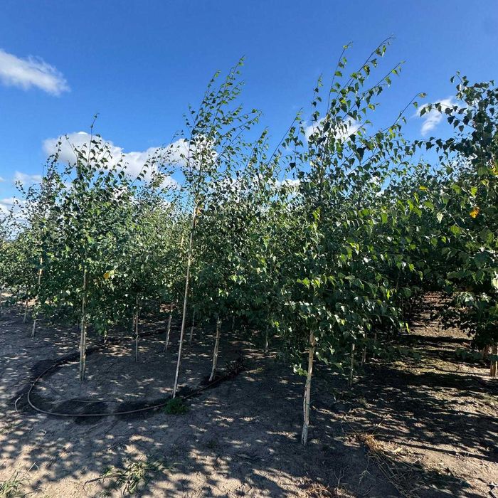 Brzoza brodawkowata – eleganckie drzewo ozdobne do ogrodu