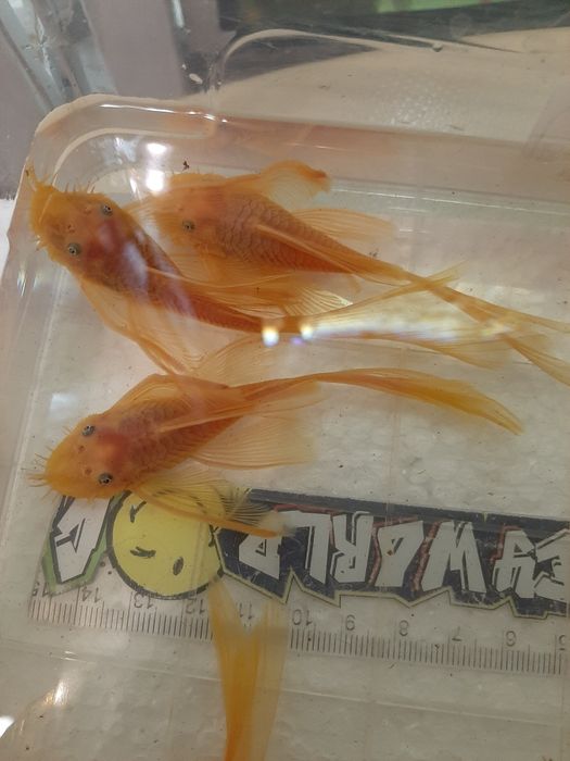 Анциструс L-144 Gold/ Производители L-144 Gold вуаль и обычные/номерны