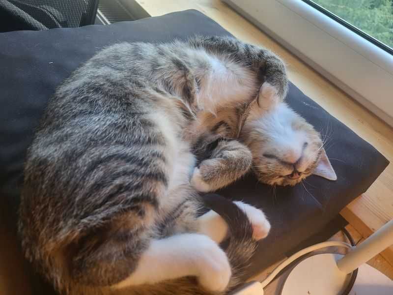 Teodor - uroczy buras poleca się do adopcji