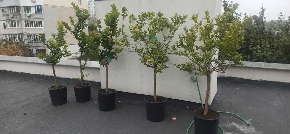 Апельсинове дерево, цитрус