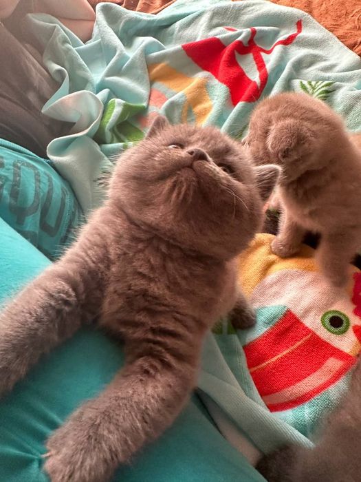 Британские котята