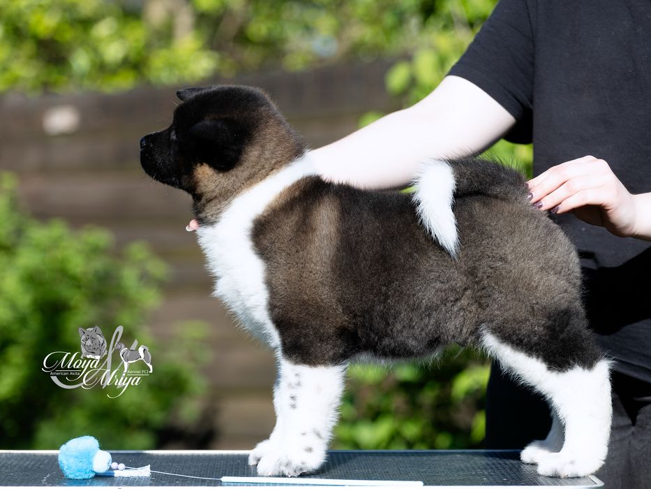 Американскька акіта/ американская акита / american akita