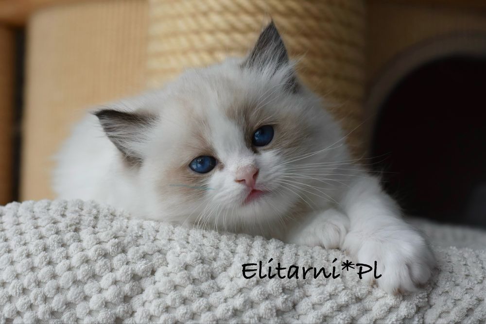 Kocurek, rodowód FPL, hodowla 15 lat.