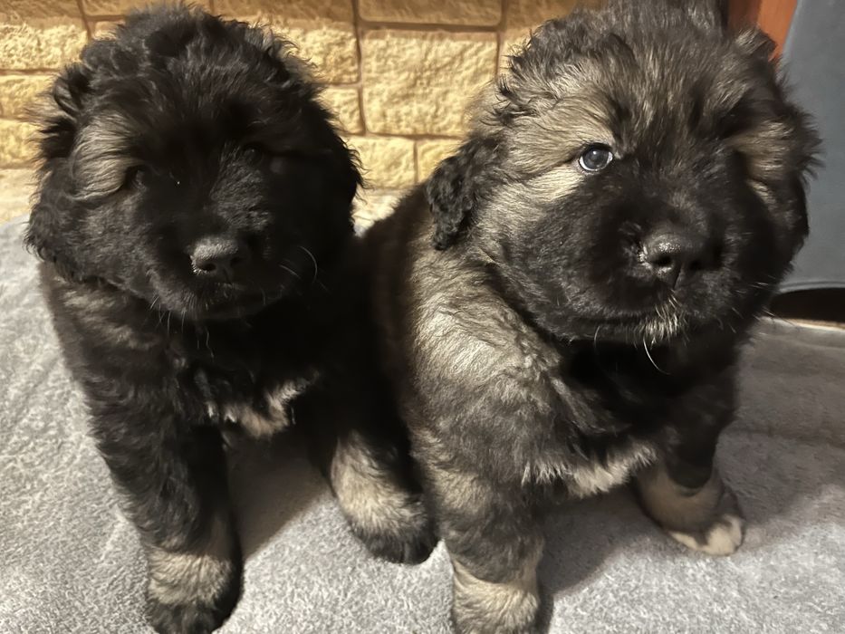 owczarek kaukaski szczenię FCI