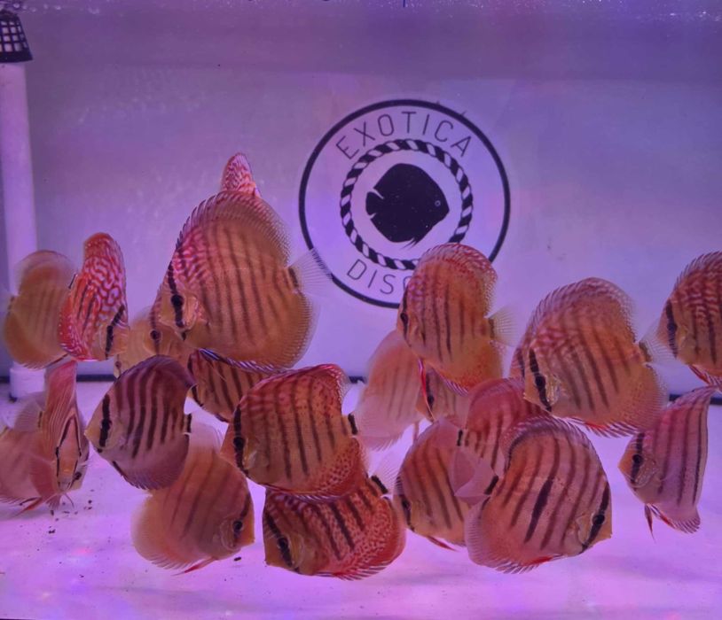 Dyskowce paletki Weissflog