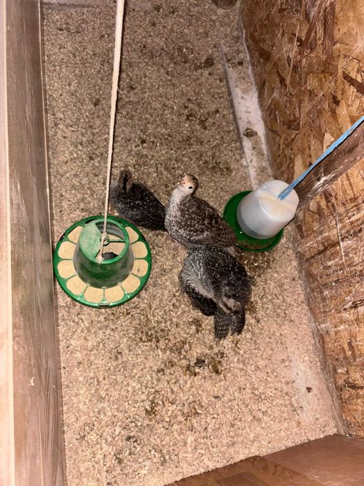 Pintos & Perús & Codornizes