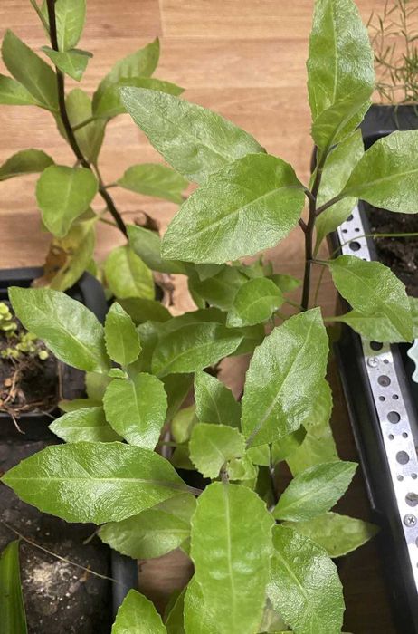 Гінура  (Джинура) "Листя Бога"