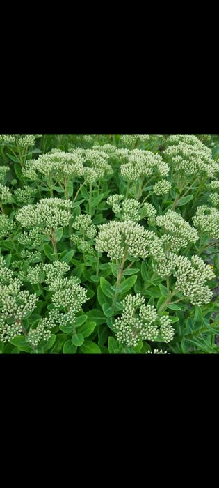 Rozchodnik okazały kwiaty byliny wieloletnie