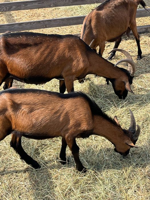 Продам козлів Альпійської породи