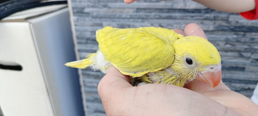 Ring Neck s diluídos para acabar de criar