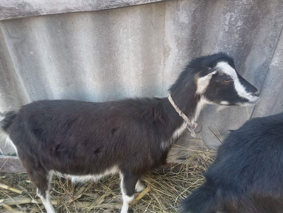 Козы и козлята Ламанча