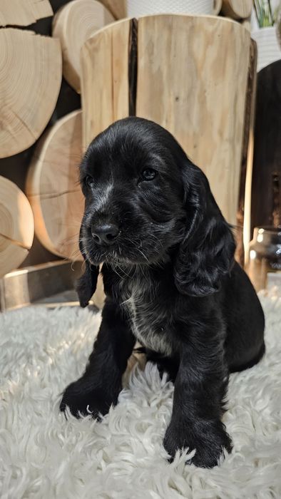 Cocker Spaniel Angielski