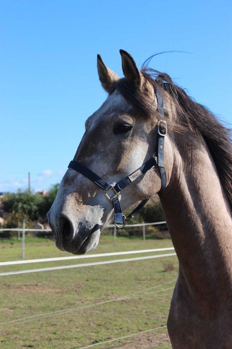 Lusitano puro, 4 anos, 1,71 m
