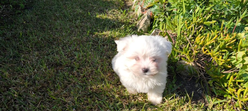 Bichon maltês criado em ambiente familiar disponível para entrega imed