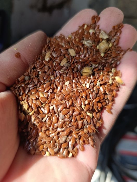 Насіння Льону 25 грн