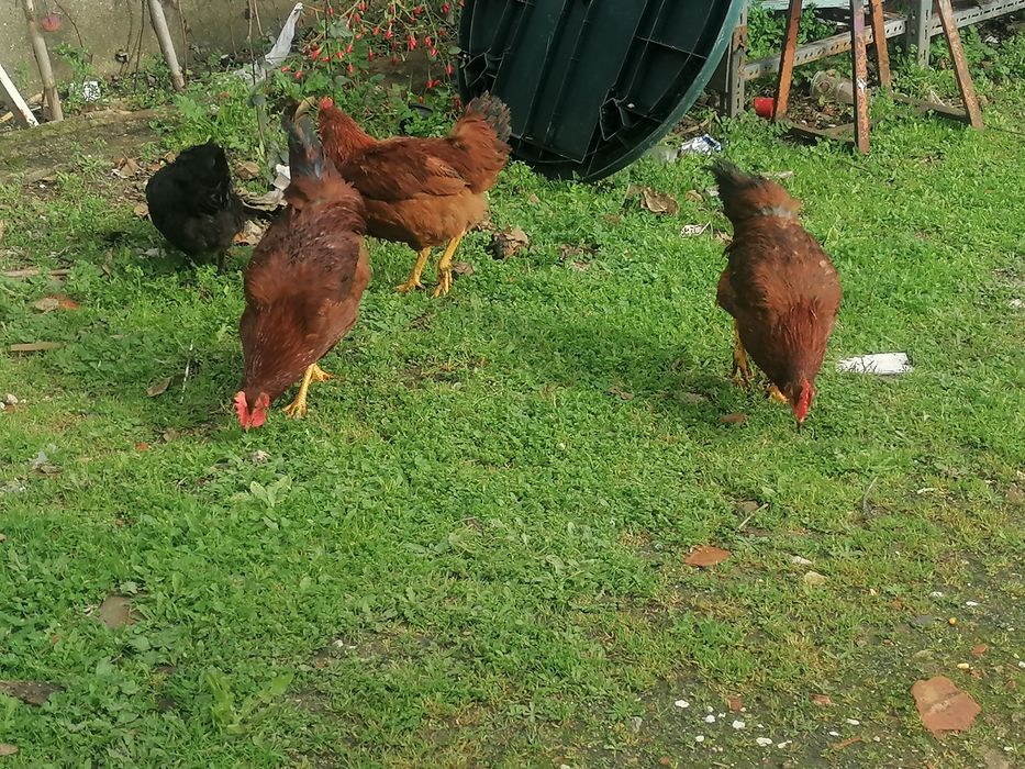 Vendo galos do campo