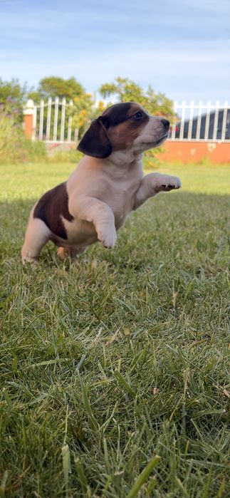 Beagle fêmea tricolor