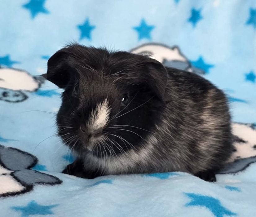 Дівчинка морська свинка п-к "Малютка Піг"