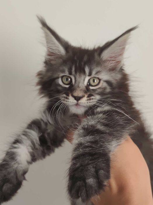 Gatinho Maine coon