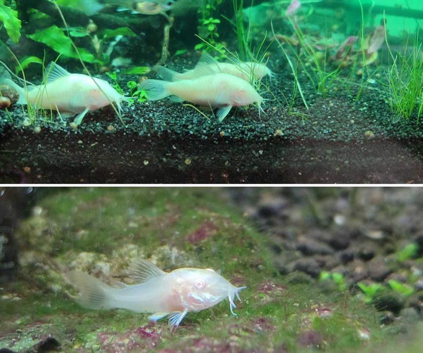 Сом коридорас альбінос, власне розведення