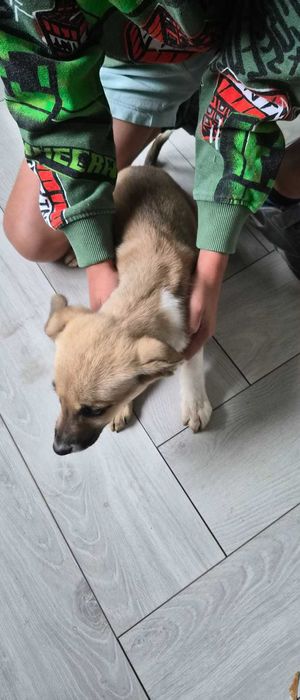 Oddam pieski za darmo