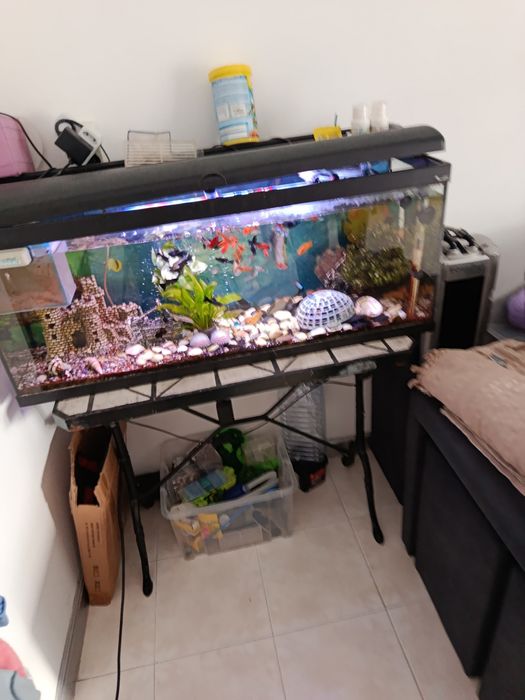 Aquário +Peixes água quente+ filtro externo+mesa