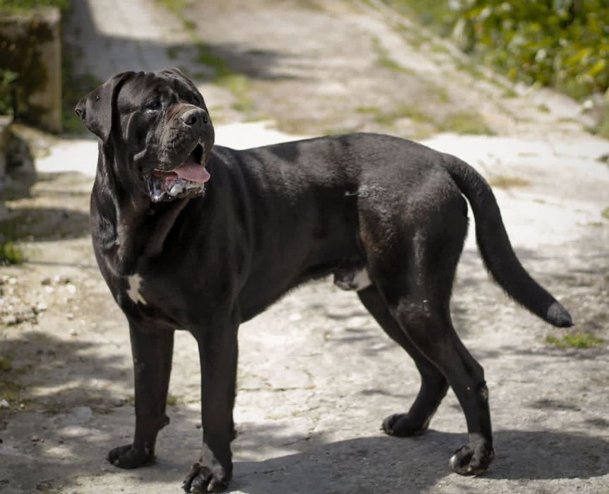 Um jovem  Cane Corso quere ser pai
